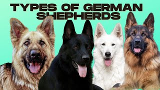 German Shepherd Types  5 Types of German Shepherds [upl. by Ellie453]