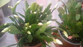 20230103 Schlumbergera January 23 [upl. by Ahsekin]