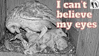 Incredible OWL Rescue Heroic Barn Owl Mom Saves Baby from Choking on Dinner [upl. by Sarette]