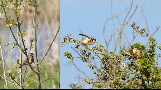 Chant  Gorgebleue Chardonneret Phragmite  Song  Bluethroat European Goldfinch Sedge Warbler [upl. by Anabal197]