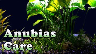 The BEST Aquatic Plant Ever Complete Guide To Anubias [upl. by Adnawyt818]