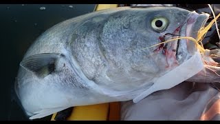 Bluefish and Striper Fishing  Jig Strips and Dark Matter Rods [upl. by Dexter]