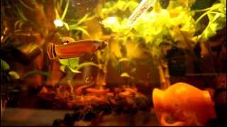 The Best Wild Betta Fish Ever  My Pair of Macrostoma Being Handfed [upl. by Pierrepont]