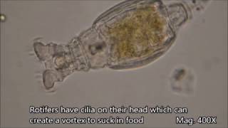 Rotifers under the microscope [upl. by Husein903]