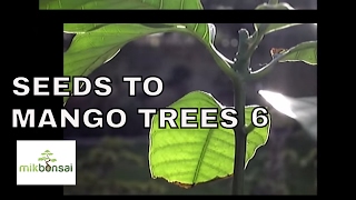 Update Growing Mango trees from Seeds part 6 [upl. by Shoemaker]