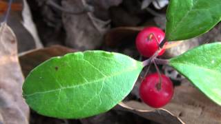 Return to Nature  A Look at Wintergreen Gaultheria procumbens [upl. by Tupler]