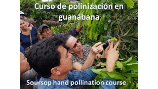 Curso de polinización en guanábana  Hand pollination course [upl. by Remoh717]