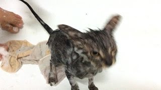 カビの生えた子猫にマラセブシャンプーする。kitten malaseb shampoo [upl. by Tnerb]