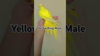 Hand Tamed Yellow Ring Neck Male [upl. by Ayanahs953]