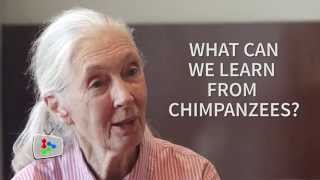 Jane Goodall talks about chimps humans [upl. by Neelrak52]