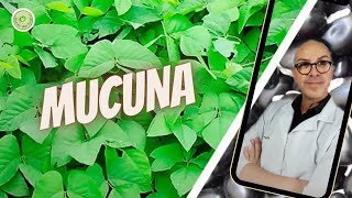 MUCUNA apresenta COENZIMA Q10 indicada IMPOTÊNCIA trata OSTEOPOROSE elimina LÍQUIDOS DESINCHA [upl. by Lisha20]