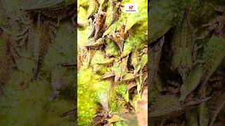 ഇവയെ തുരത്താൻ എന്തുചെയ്യും  How to remove tree hopper  shortsfeed shorts shortsvideo [upl. by Rebmat]