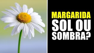 MARGARIDA GOSTA DE SOL OU SOMBRA [upl. by Zetroc]