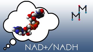 NADNADH Mechanism amp Coenzyme Chemistry [upl. by Swisher]