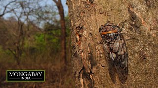 Cicadas Natures chorus act [upl. by Shanleigh770]