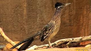 Roadrunner at Brookfield Zoo [upl. by Airoled]