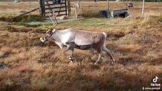 Cairngorms Wild Reindeer in the rutting season [upl. by Thor]