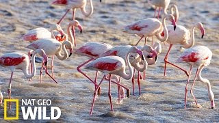 Flamants roses  Destination Wild [upl. by Inhoj894]