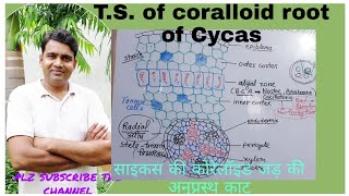 TS of coralloid root of Cycasसाइकस की कोरेलॉयड जड़ की अनुप्रस्थ काट [upl. by Rubetta]