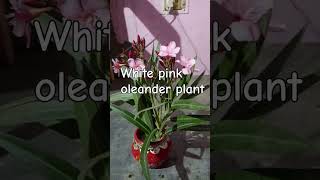 White pink oleander plantyoutubeshorts viralvideo trending nature plzsubscribemychannel [upl. by Flann]