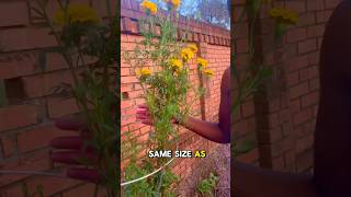 Growing Marigolds from seed centralflorida gardening plants [upl. by Enaled]