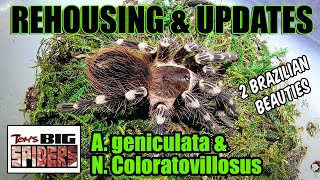 A Geniculata and N coloratovillosus Rehousing and Notes [upl. by Nagear170]