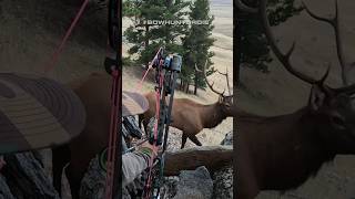 Insane Elk Hunt 3 Yard Shot Have You Ever Been This Close bowhuntordie hunting [upl. by Antoinette]