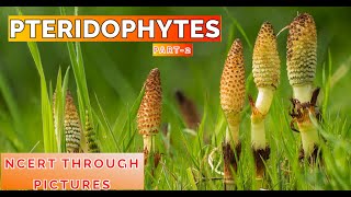 Plant kingdom 07 PTERIDOPHYTES Class11 CBSE NCERT NEET NCERT through pictures Part 2 [upl. by Hickey]