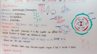 Family Brassicaceae Or Cruciferae Or The Mustard Family In HindiUrdu [upl. by Notneuq720]