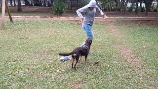 FILHOTE DE DOBERMAN CORRENDOE BRINCANDO  DOBERMANN RUNNING AT THE PARK [upl. by Northrup454]