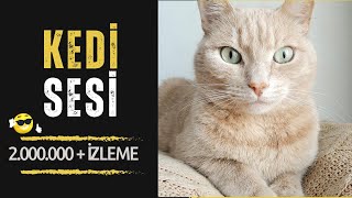 DİŞİ KEDİ SESİ amp GERÇEK KEDİ SESİ HD Yüksek Kalite ve Uzun Versiyon [upl. by Ahsim]