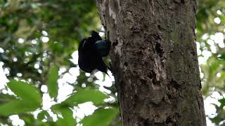 Paradise Riflebird O’Reilly’s Rainforest Retreat Lamington National Park Queensland Australia 5 [upl. by Sakovich]