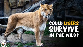 Could Ligers Survive in The Wild [upl. by Barhos]