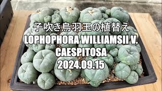 子吹き烏羽玉の植替え Lophophora williamsii v caespitosa 2024 09 15 [upl. by Edyak303]