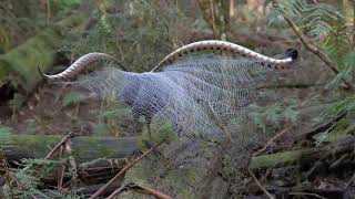 Lyrebirds of the Dandenong Ranges [upl. by Bonnice]