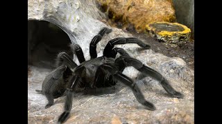 Chilobrachys sp kaeng krachan Breeding update and rehouse [upl. by Nnaassilem]