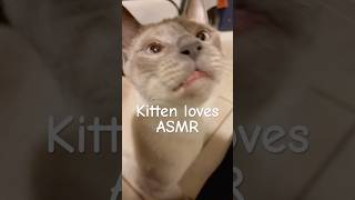 🐱My kitten Loves ASMR🐈kitty purring shorts [upl. by Eigna]