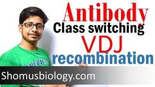 VDJ recombination  antibody class switching [upl. by Seitz]