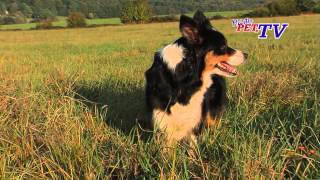 Border Collie Informationen zur Rasse [upl. by Roselani]