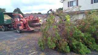 Pine tree in morbark hurricane [upl. by Domini]