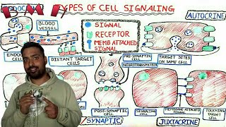 Autocrine Paracrine And Endocrine signaling  Types Of Cell Signaling [upl. by Auos]