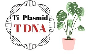 Ti Plasmid and t DNA [upl. by Lurie926]