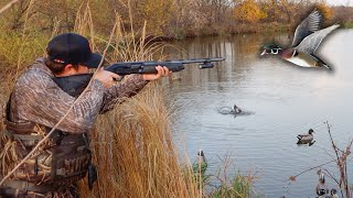 THE WOOD DUCKS ARE BACK [upl. by Waring]