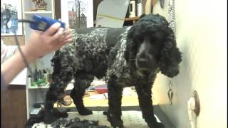 Dog grooming school Hunde scheren Anleitung [upl. by Baugh]