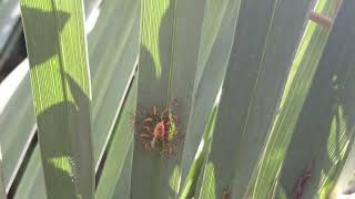 Baby assassin bugs hatching [upl. by Korey]