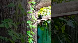 Indian Koel bird is eating 🤯⭐🦜🍏wildlife nature birds animals [upl. by Tommie735]