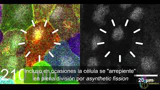 Nuevo tipo de división celular descubierto  Asynthetic fission [upl. by Rayle]