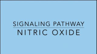 Nitric Oxide Signaling Pathway [upl. by Fayette]