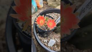 Lobivia Flower echinopsis cacti plants garden gardening [upl. by Macey]