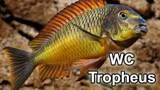 Tropheus Moorii Kazumba  Golden Kazumba  Wild Caught F0  Québec Cichlidés [upl. by Buckingham275]